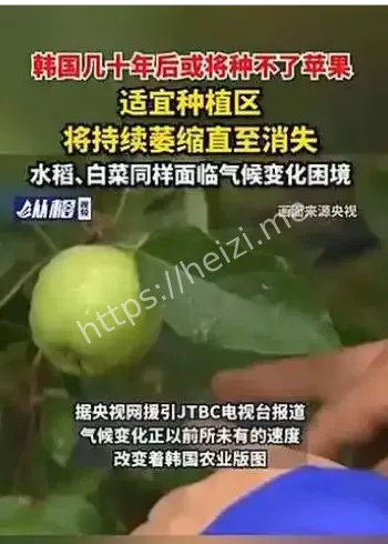 韩国苹果种植危机