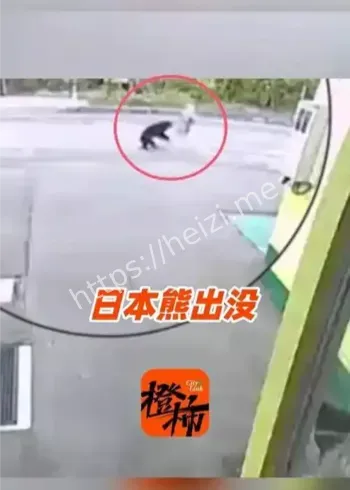 日本2025年熊袭击死亡人数新高